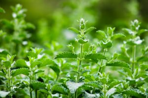 A Look at the Function of Herbs in Contemporary Preventive Medicine