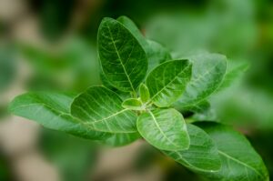 Ashwagandha is an ancient adaptogen that is used to alleviate stress.