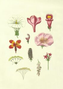 This is your guide to identifying the most common medicinal plants in your area.