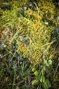 Finding Wild Herbs That Are Safe to Eat