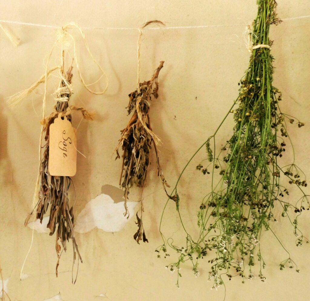 A Detailed Look at the Shapes of Leaves and What They Mean in Herbal Medicine