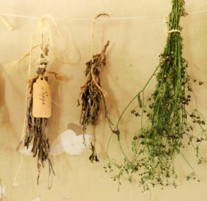 A Detailed Look at the Shapes of Leaves and What They Mean in Herbal Medicine