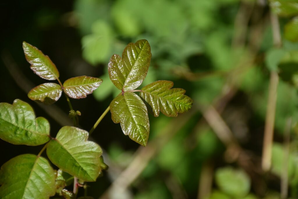 How to Identify Poisonous Plants That Look Like Herbs