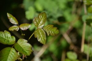 How to Identify Poisonous Plants That Look Like Herbs