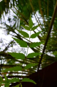 Neem-based medicines that help skin look clear and healthy