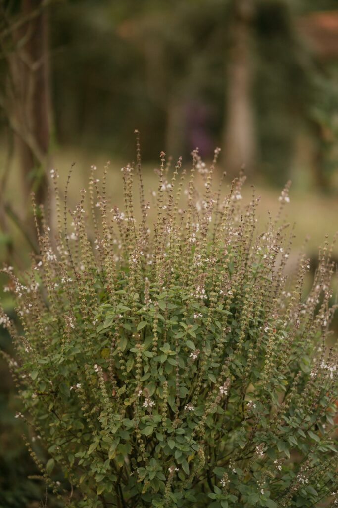 Tulsi, often known as Holy Basil, is a sacred plant that has modern benefits.