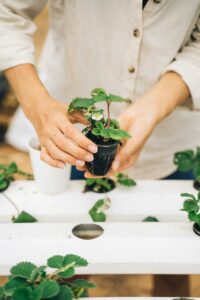 Providing Protection for Your Herbal Plants Throughout the Year Seasonal Care