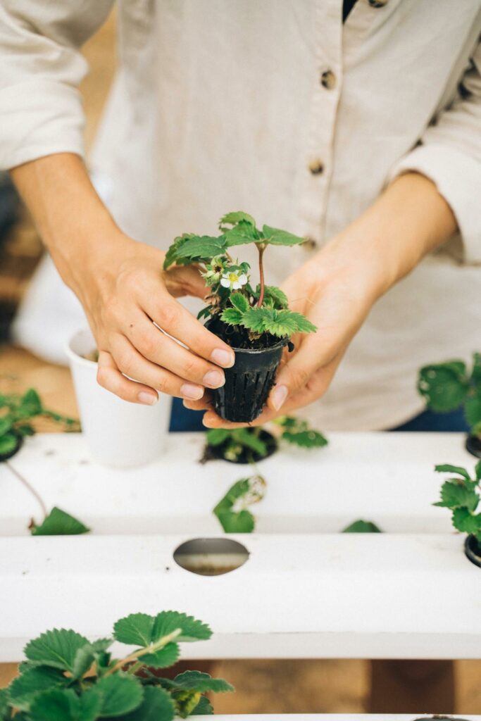Providing Protection for Your Herbal Plants Throughout the Year Seasonal Care