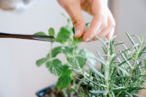 Homegrown Herbal Plants: Which Soil Types Are Ideal for Their Growth