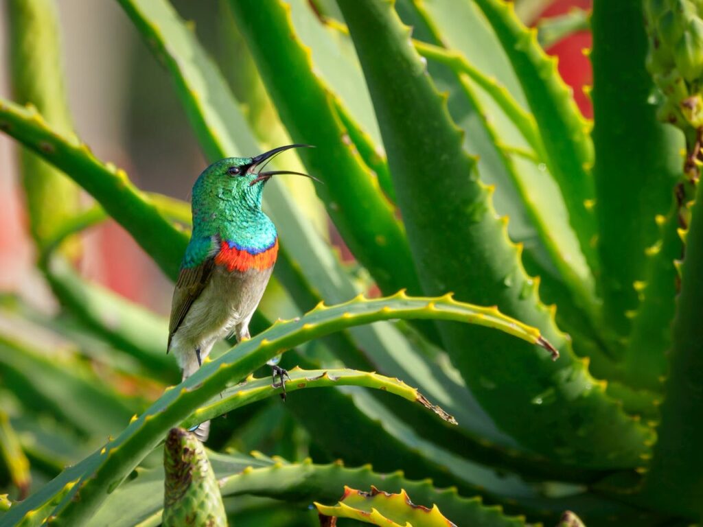 The Healing Properties of Aloe Vera and Its Common Applications