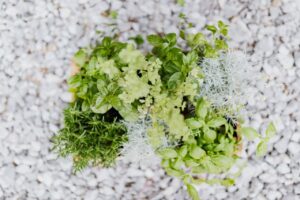 By Companion Planting Which Herbs Grow Together the Most Successfully