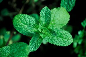 Peppermint, spearmint, and mint differ in a few important ways.
