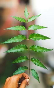 Neem leaves and the potent antibacterial properties they possess when used