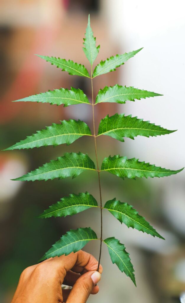 Neem leaves and the potent antibacterial properties they possess when used