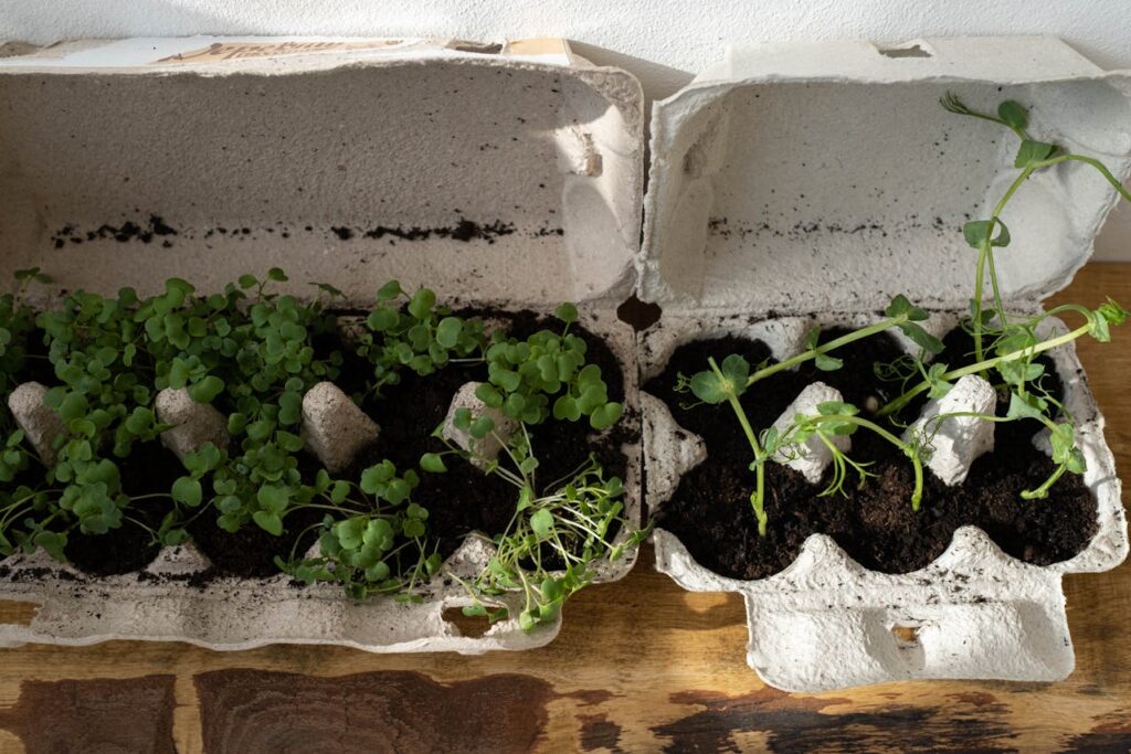 Advice for Those Who Are Just Beginning to Grow Medicinal Herbs in Containers