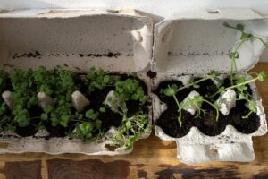 Advice for Those Who Are Just Beginning to Grow Medicinal Herbs in Containers