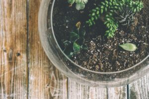 Indoor herb gardening: simple plants that are suitable for confined areas