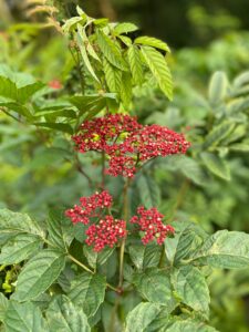 A Beginner's Guide to Finding Herbal Plants